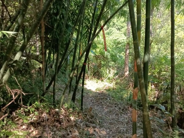 汐止區小溪瀑布+車坪寮土地公稜線2890135