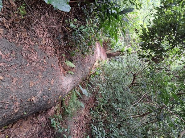 淡蘭南路第一段，第二段：捷運六張犁至烏塗溪步道3105052