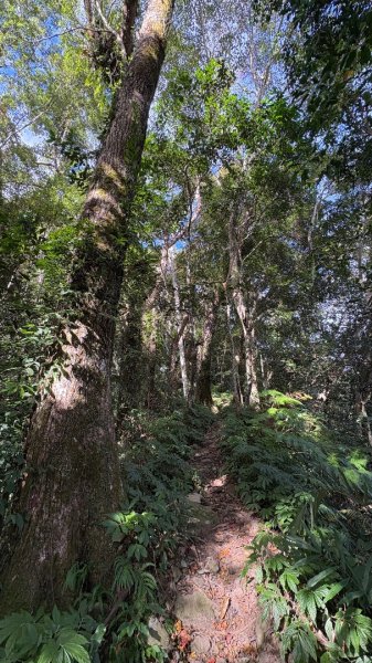 鵝黃色的優雅2960192