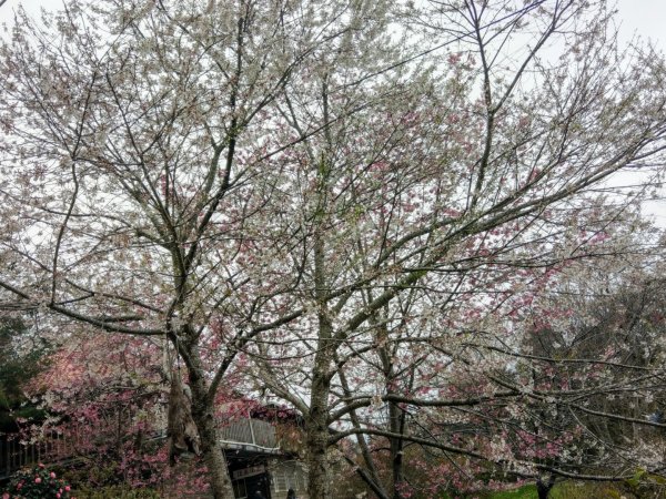 司馬庫斯賞櫻花+巨木群登山步道845231