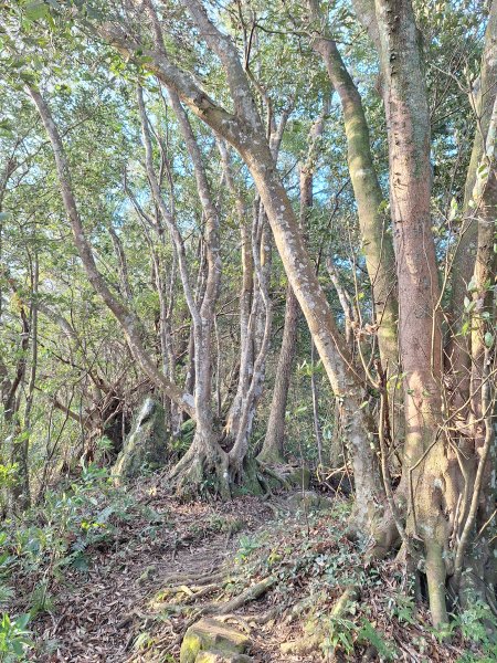關西赤柯山+東西獅頭山+馬福山+玉山O型2670805