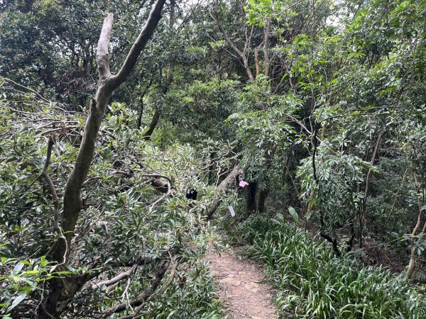 [微笑山線_第五段] 2025_0705 天上山系_南勢角山2830448