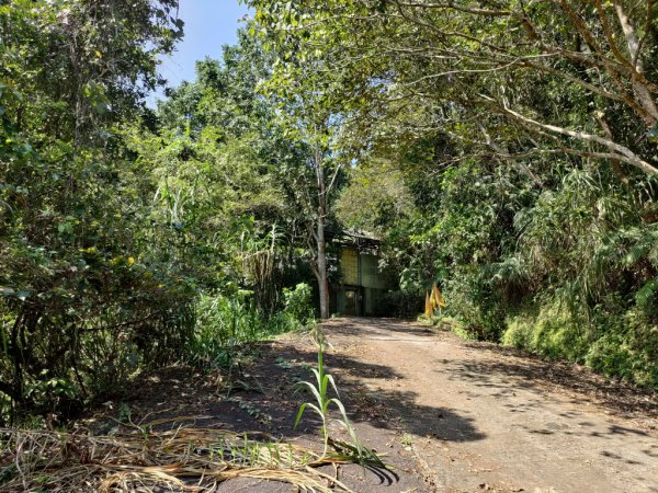 【新竹縣關西鎮】赤柯山步道2833164