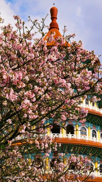 #綠繡眼 訪花 #吉野櫻 #天元宮 #楓樹湖 03162736750