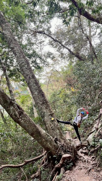 20251219八仙山+佳保台山(谷關三雌)2974420