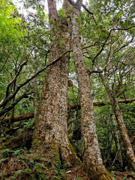卡拉寶山-小百岳#86-花蓮縣秀林鄉2796160