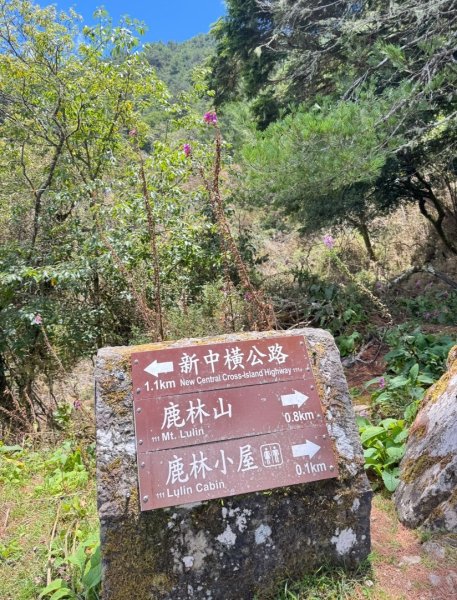 塔新(石）縱走 走入魔幻森林3095437