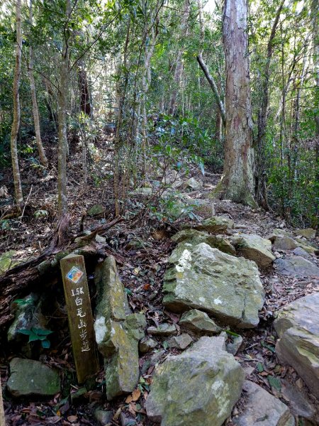 白毛山-谷關七雄(老六)3015209