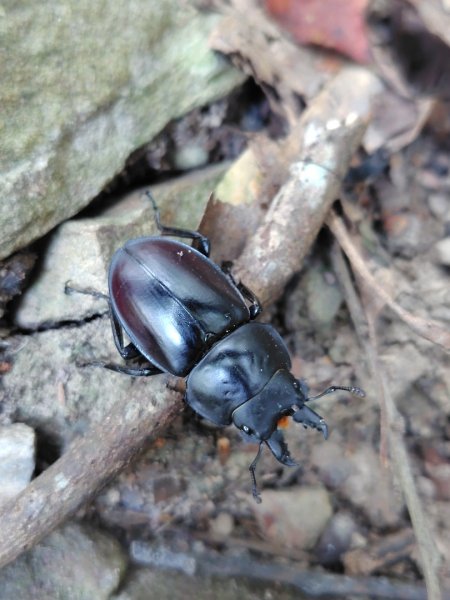 唐麻丹山 蝴蝶谷2918799