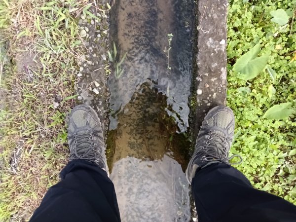 雙溪區冬陽下閃閃菅芒花2949412