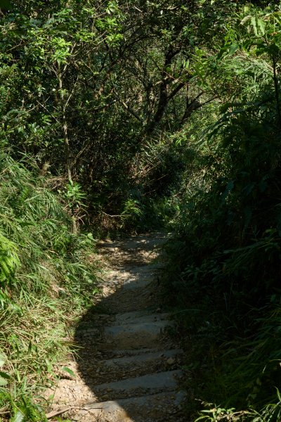 飛鳳山步道 (代勸堂上竹林路下)1886074