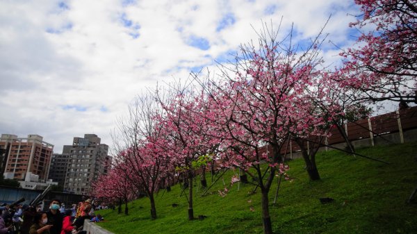樂活公園櫻花2016493