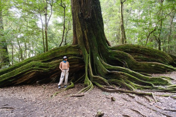 雪見大板根2924720