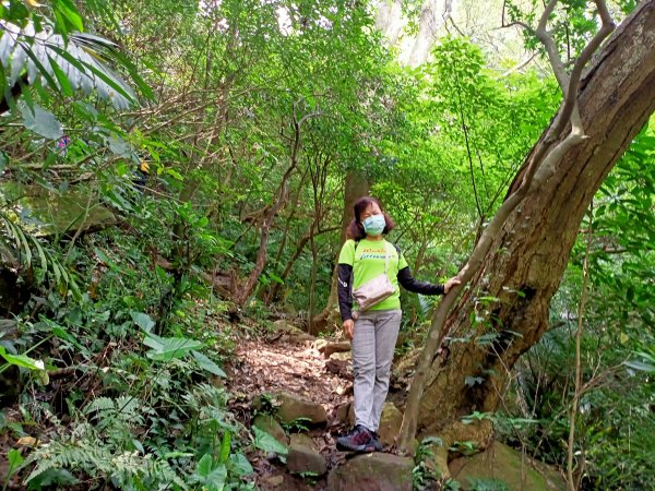 《暢遊天母翠峰瀑布、天母古道、下竹林山、玉稠湖山主峰&南峰》1445597