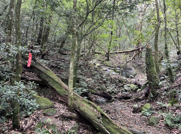 2025_0601 北插天山2802338