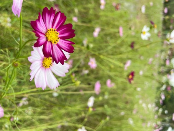 桃園大溪-花彩節🌼李騰芳古厝-月眉落雨松2934756