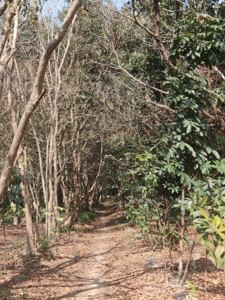 西瓜山森林步道(虎山森林步道)1272338