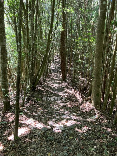 【谷關七雄】八仙山主峰步道2894867