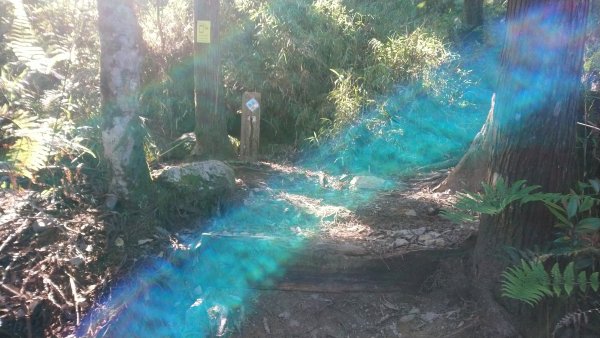 八仙山松鶴線689847