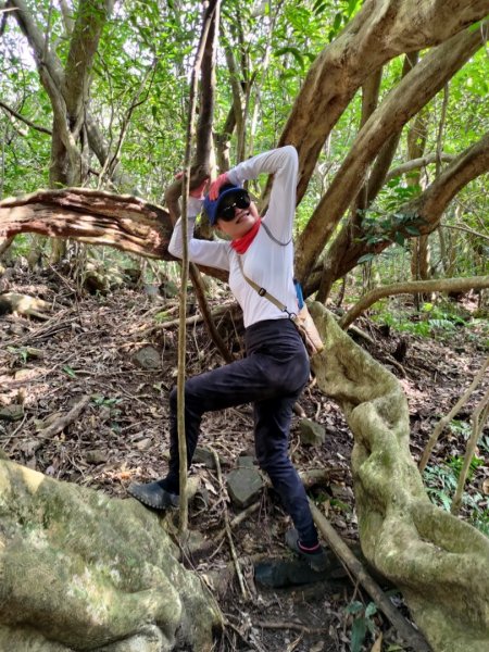 東勢大崙、東勢坑山、觀音湖山O走2986352