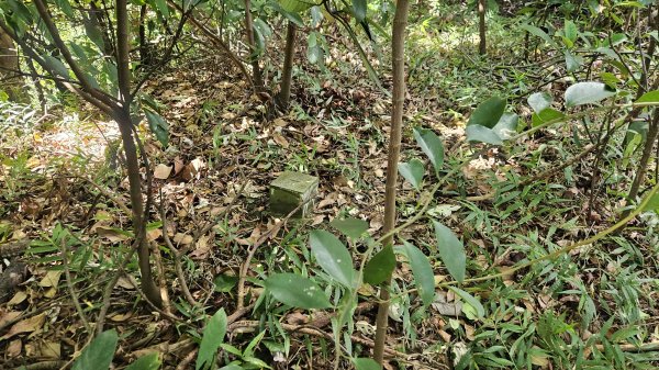 20250924法雨寺步道-鳳梨宅-第八公墓-詹氏宗祠-泉源國小宿舍-東昇路菜園-緣園農場2894229