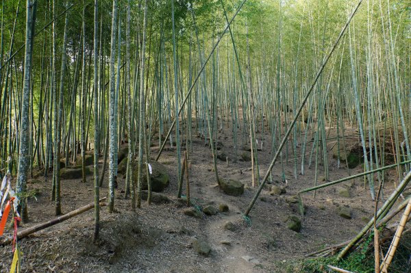 南投 鹿谷 龍鳳山、龍鳳峽山、三叉崙山、水桶寮山、內樹皮山、羊頭崙山、志騰山、竹崙山、溪頭山2962254