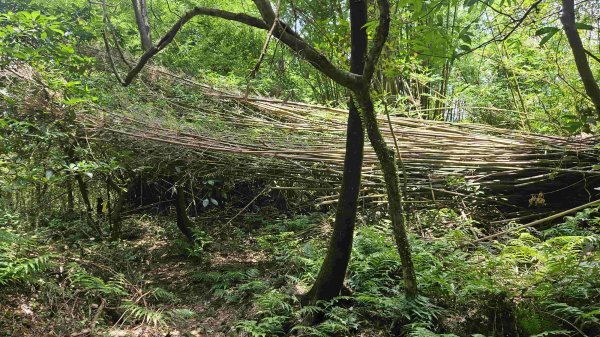 20250601梅竹蹊山-480峰-苕谷坑山2803381