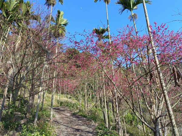 20230129台中太平大湖桶山2011032