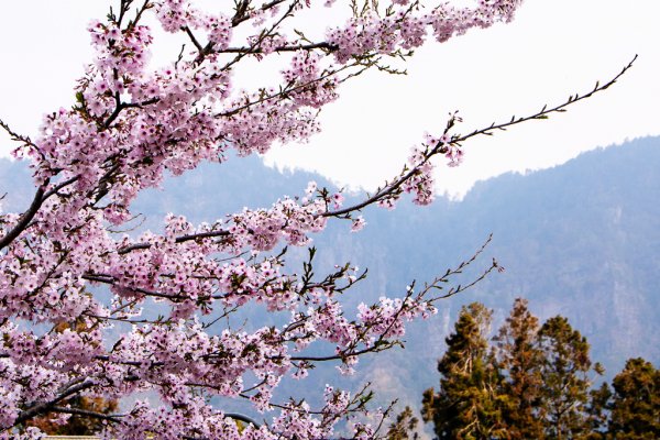 2026-03-28 阿里山3027217