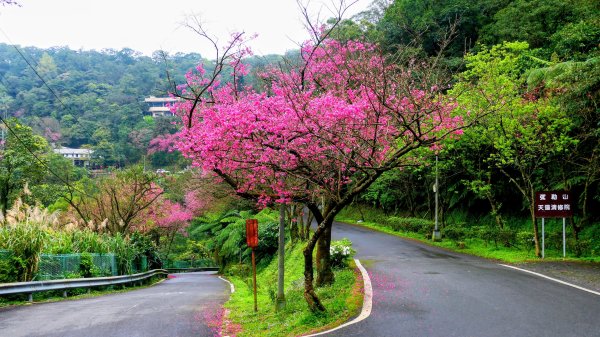 勤進路櫻花3009719
