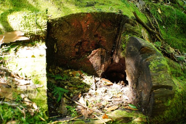 桃園 復興 把家灣山、低陸山2865359