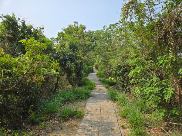 北頭洋生態健走步道3024000