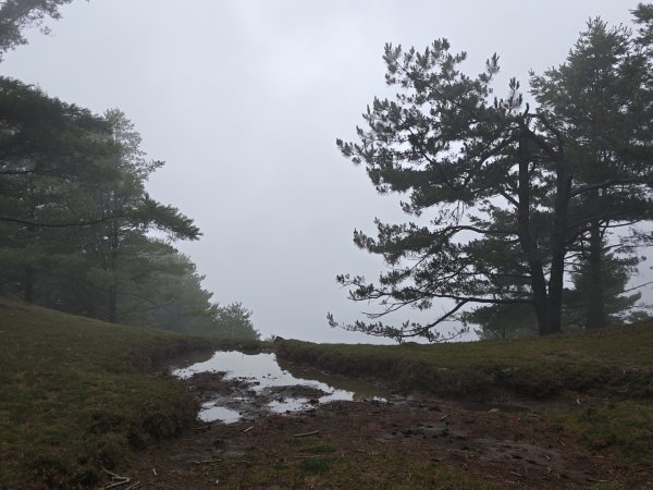 [山海圳_聖山之路_第二段2/4] 2026_0802 星鴉（台灣亞種）3109219