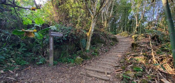 2023-03-12馬那邦山登山步道2065829