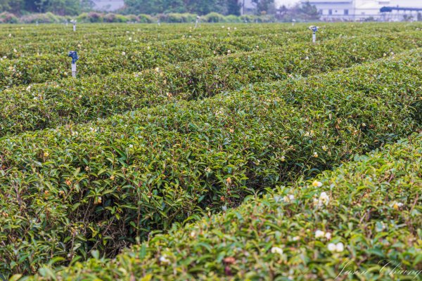 [南投]松柏坑山2683274