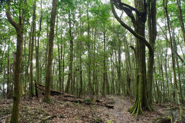 台中 和平 南松鶴山、八仙山、東松鶴山2877994