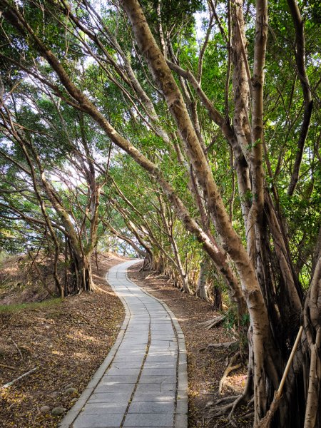2025-12-14 大肚萬里長城步道、環保公園步道、旗開得勝步道2968961