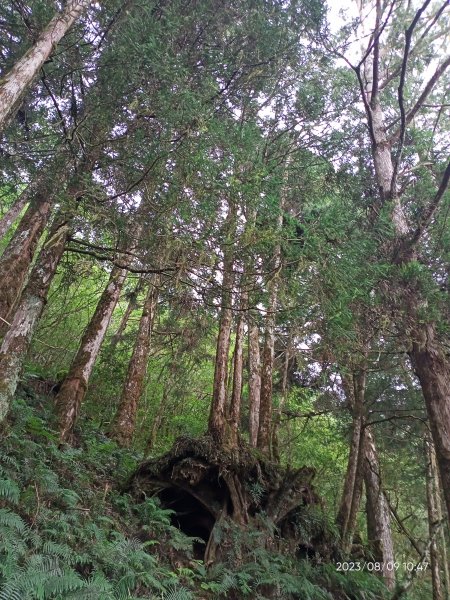 宜蘭太平山國家森林遊樂區 - 見晴懷古步道、檜木原始林步道（2-1 至蹦蹦車站）【台灣百大必訪步道】2245143