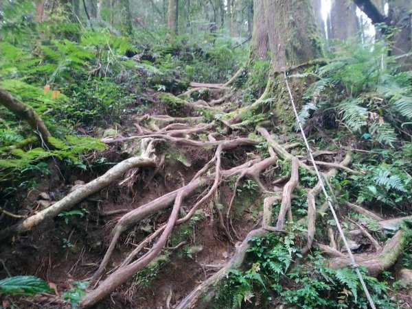 留龍頭 嶺頭山 忘憂森林705350