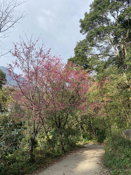 馬崙山11202103059269