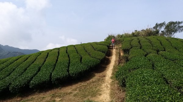 230416-馬鞍山+小百岳#057 梨子腳山+太平山。2160893