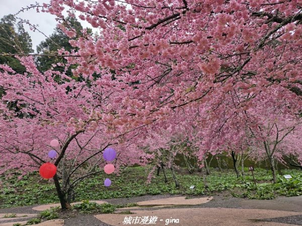 【台中和平】2026福壽山農場千櫻園賞櫻季3010689