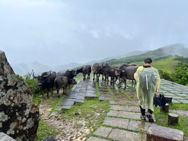 20250507_桃源谷步道封面