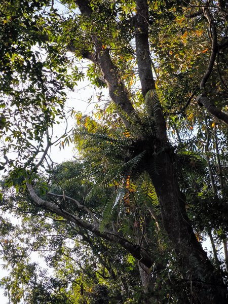 2026-02-10 白雲山2999916