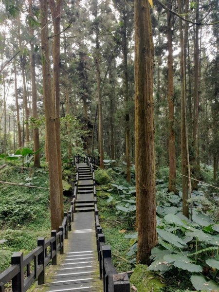 20231025⛰️二萬坪山 🌲黑森林🌲樹抱石 奮起湖老老街2326720