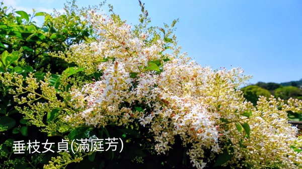 十八份拐圳,陽峰古道,花鐘3017690