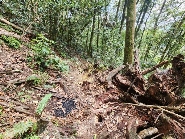 20260220板子寮山舊武界越山橫屏山O型3011651