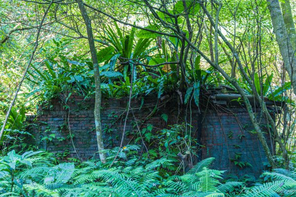 [新北]白雞山與裕峰煤礦遺址2891864