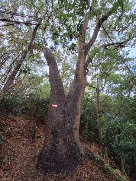 竹東三山(樹杞林山-新具庄山-員崠子山)202412262676683