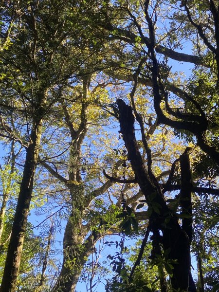 114.11.16 北得拉曼追黃金山毛櫸2937871